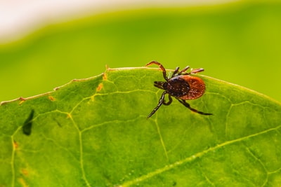 brown spider on green leaf